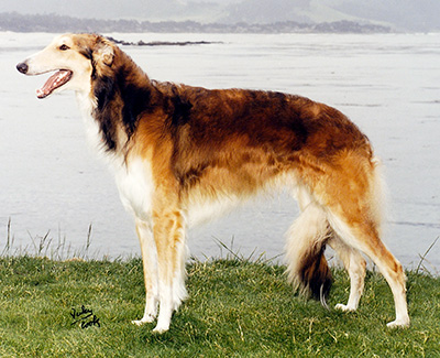 Top Obedience Borzoi 1990